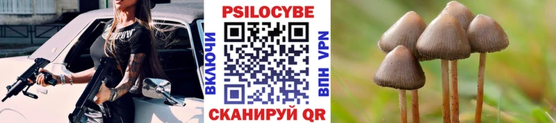 Псилоцибиновые грибы Psilocybine cubensis  блэк спрут ссылка  Приозерск  наркотики 